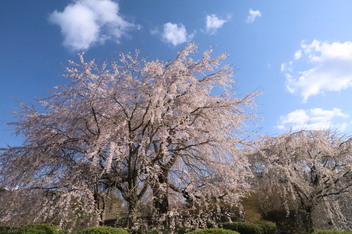 2025-sakura-photo1.JPG
