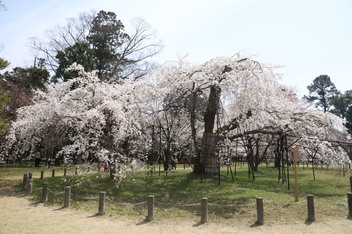 2025-sakura-photo3.JPG