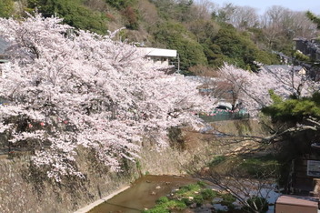2025-sakura-photo4.JPG