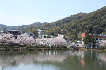 2025-sakura-photo5.JPG