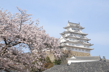 2025-sakura-photo6.JPG