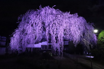 2025-sakura-photo7.JPG