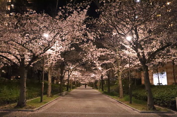 2025-sakura-photo8.JPG