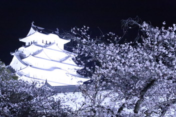 2025-sakura-photo9.JPG
