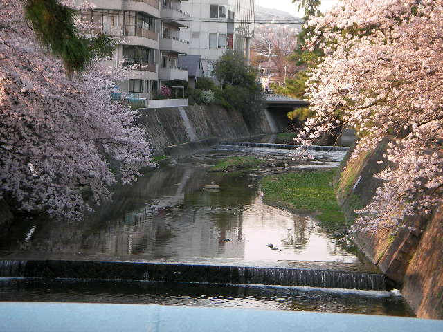 syukugawa-2006sakura-30.JPG