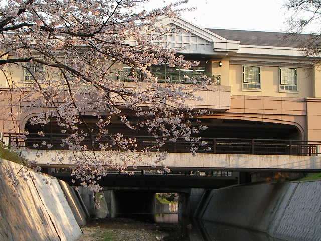 syukugawa-2006sakura-39.JPG