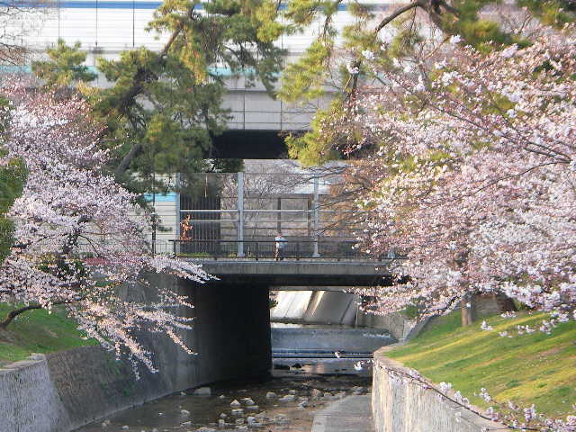 syukugawa-2006sakura-41.JPG
