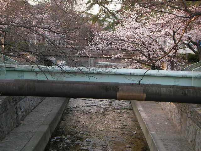 syukugawa-2006sakura-48.JPG