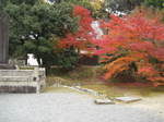 10-koyo-kyoto709.JPG