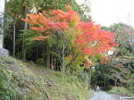 10-koyo-yoshino99.JPG