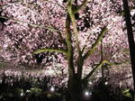 10-sp-kyoto-1009.JPG