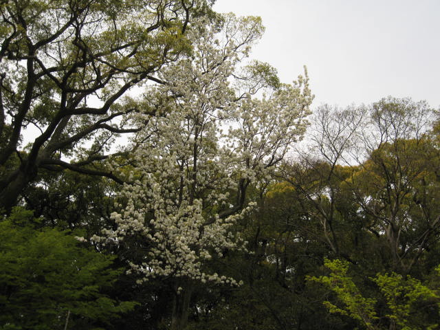 11-nishi-sakura9.JPG