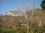 11-sp-kyoto303.JPG
