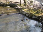 11-sp-kyoto304.JPG