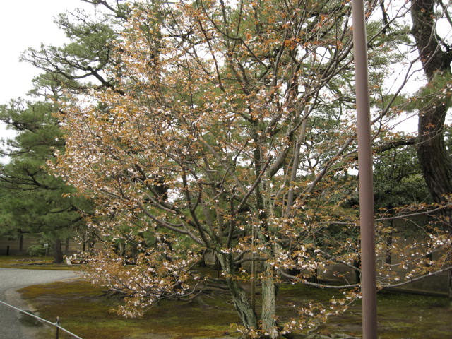 11-sp-kyoto457.JPG