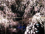 11-sp-kyoto638.JPG